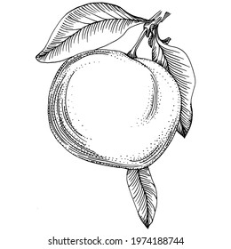 Mandarin sketch vector isolated. Hand drawn illustration fruit. Summer food engraved style retro. Detailed vintage vegetarian sketch. Great for your design  logo, emblem, label, poster, print, menu