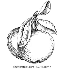 Mandarin sketch vector isolated. Hand drawn illustration fruit. Summer food engraved style retro. Detailed vintage vegetarian sketch. Great for your design  logo, emblem, label, poster, print, menu