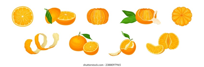 Mandarin Sweet Citrus Fruit with Bright Orange Peel and Lobule Vector Set