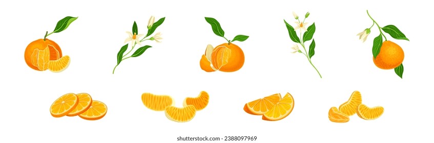 Mandarin Sweet Citrus Fruit with Bright Orange Peel and Lobule Vector Set