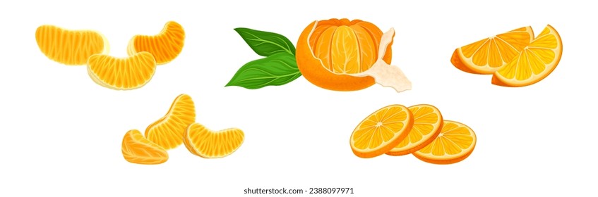 Harina de cítricos dulces de mandarín con paleta naranja brillante y conjunto de vectores de lóbulo