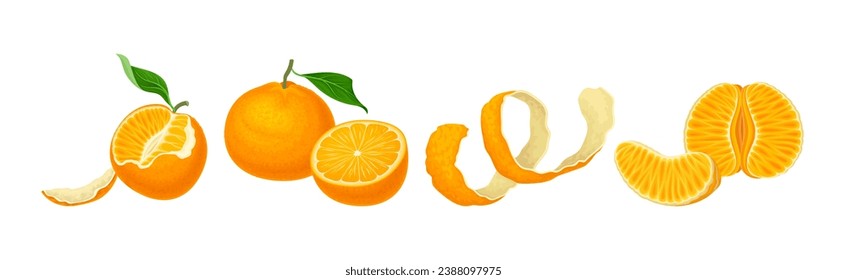 Mandarin Sweet Citrus Fruit with Bright Orange Peel and Lobule Vector Set