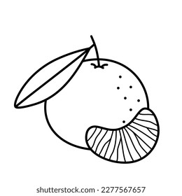 Mandarin, tangerine, clementine. Whole citrus fruit with leaf and slice. Hand drawn icon in sketch doodle style. Isolated vector illustration.