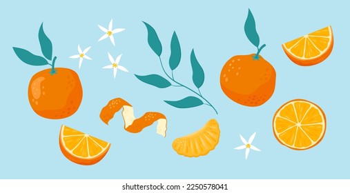 Mandarin or tangerine set with leaves. Citrus fruit cartoon flat style