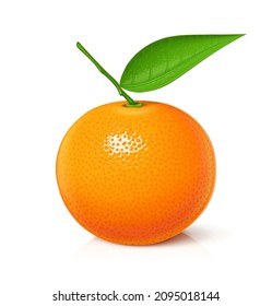 Mandarin. Tangerine. Sweet, ripe, fresh fruit. Isolated on white background. Eps10 vector illustration.