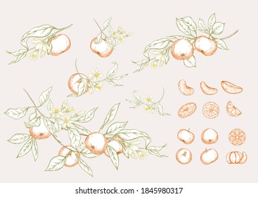 Mandarin, Tangerine Tree Branch With Fruits, Flowers And Leaves. Element For Design. Graphic Drawing, Engraving Style. Vector Illustration. Isolated On White Background.