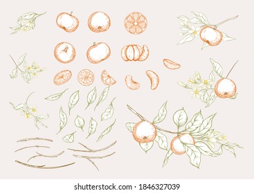 Mandarine, Tangerine Baumzweig mit Früchten, Blumen und Blättern. Element für Design. Grafische Zeichnung, Gravierungsstil. Vektorgrafik. Einzeln auf weißem Hintergrund.