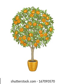 Mandarin tree in flowerpot, hand drawn color illustration.