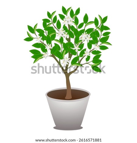 Mandarin tree with flowers in a pot isolated on white background.