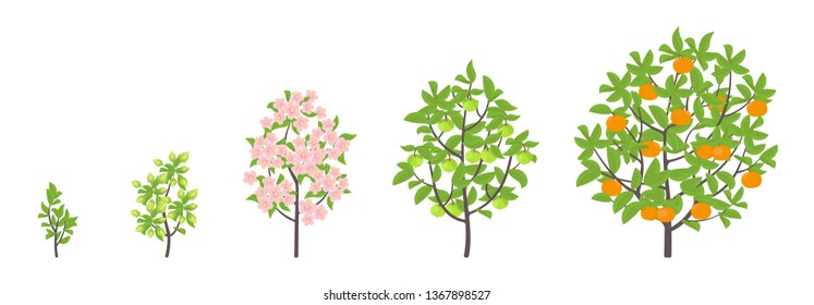 Mandarin tree growth stages. Vector illustration. Ripening period progression. Fruit tree life cycle animation plant seedling. Tangerine increase phases. Color Illustration clipart.