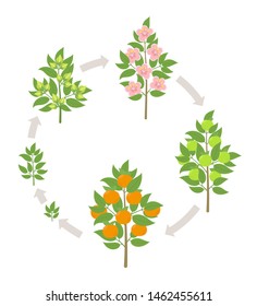 Mandarin tree growth stages. Vector illustration. Ripening period progression. Fruit tree life cycle animation plant seedling. Tangerine increase phases.