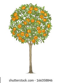 Mandarin tree, hand drawn color illustration. 