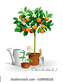 Mandarin tree with its Latin name  in a pot and the garden tools