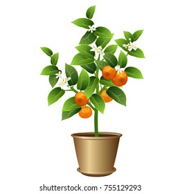 Mandarin tree in pot (Citrus reticulata, mandarin orange, robson) with fruits and flowers. Vector illustration isolated on white background.