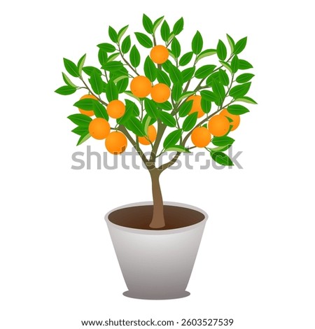 
Mandarin tree in a pot isolated on white background.