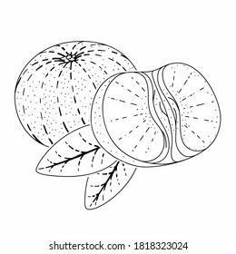 Ilustración de estilo vectorial de mandarín grabado para afiches, decoración e impresión. Dibujo manual de boceto de fruta de la pasión en monocromo. Pintura detallada de linocut vegetariano.
