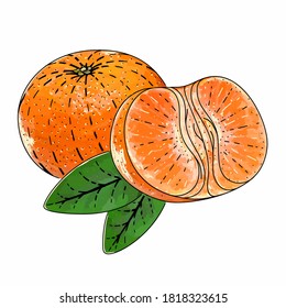 Mandarin vector engraved style illustration for posters, decoration and print. Hand drawn etching sketch of passion fruit in colorful. Detailed vegetarian food linocut drawing.