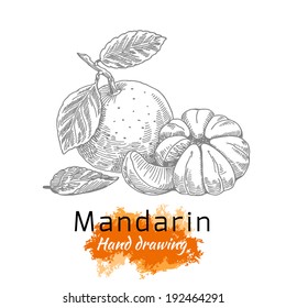 Mandarin, Vector Hand Drawing