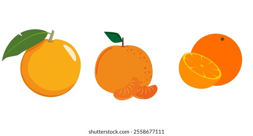 Mandarines, tangerine, clementine, orange, with isolated on white background. Citrus fruit. Vector Illustration