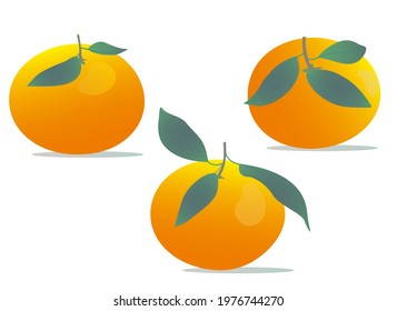 Mandarins. Vector illustration on a white background. For cafes, restaurants and menus, logos and icons, farms and markets. Healthy and fresh food.