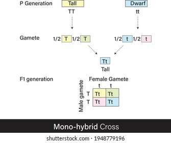 Mandel's first law of segregation of characters using monohybrid cross of tall and dwarf plants in Punnett Square vector illustration.