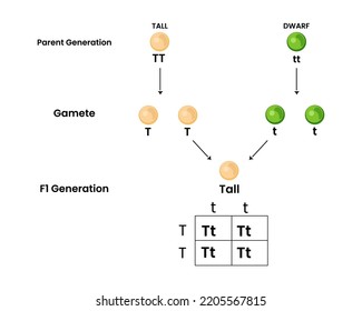 Mandel's first law of segregation with monohybrid cross of tall and dwarf plants. vector illustration.