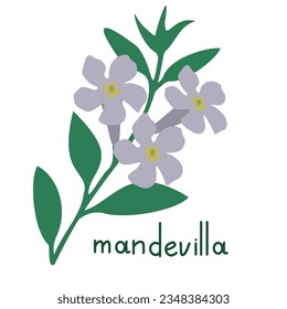 Mandevilla vector isolated flower illustration