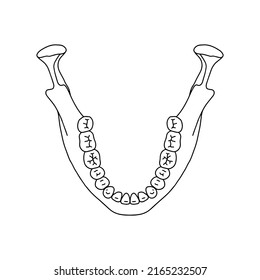 Mandible of adult. Anatomy of the human head.