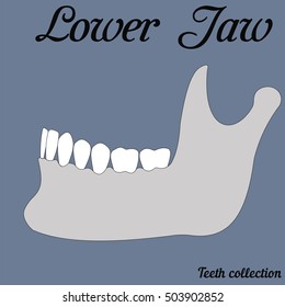 Mandible, bottom jaw, teeth collection, vector