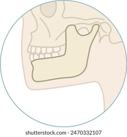 mandible, human bone , teeth- flat illustration 