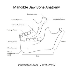 Mandible Jaw Bone Anatomy Line Art