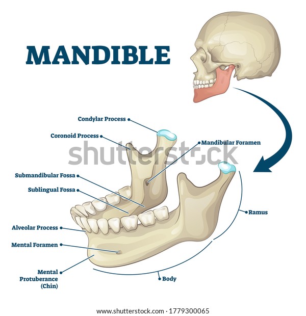 Mandible Jaw Bone Labeled Anatomical Structure Stock Vector Royalty