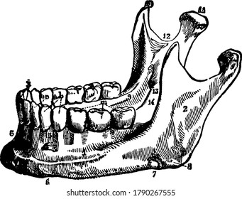 The Mandible or jawbone is the largest, strongest and lowest bone in the human face it is the only movable bone in the skull, vintage line drawing or engraving illustration.