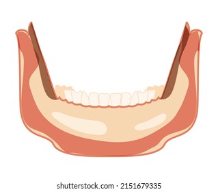 Mandible of Skeleton Human head front view with lower teeth row. Skull lower jaw head model. Chump realistic flat natural color concept Vector illustration of anatomy isolated on white background