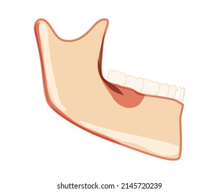 Mandible of Skeleton Human head side view with teeth. Skull lower jaw model with teeth row. Chump realistic flat natural color concept Vector illustration of anatomy isolated on white background