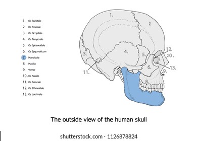 Mandibula colored with blue and anatomy illustration of the skull structure