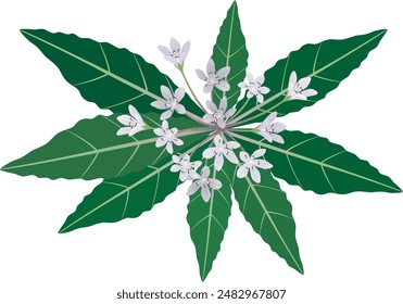 Mandragora Officinalis. Vector illustration of Mandrake isolated.