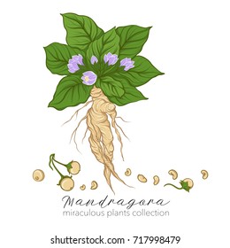 Mandragora plant. Colored stock vector illustration.