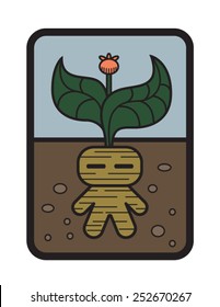 mandrake