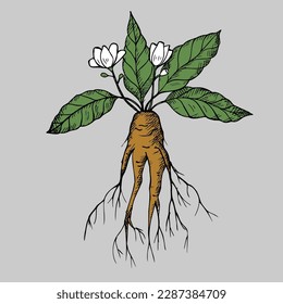 Mandrake. Hand drawn illustration of mandrake plant branch with root and flower. Magic plant. Design element. Isolated white background