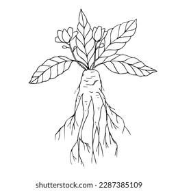 Mandrake. Hand drawn illustration of mandrake plant branch with root and flower. Magic plant. Design element. Isolated white background