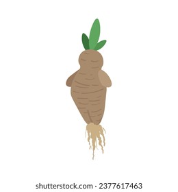 Mandrake plant on white background