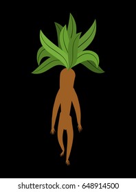 Mandrake root isolated. Legendary mystical plant in form of man.
