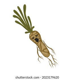 Mandrake root. Magic potion. Witch plant. Vector illustration isolated on white background.