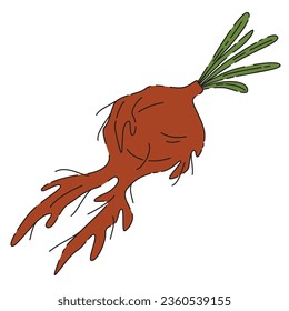Mandrake root is a magical plant for potions, alchemy and sorcery Halloween ingredient icon. Autumn all saints eve illustration with witch plant. Samhain party design for kids