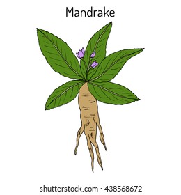 Mandrake root or Mandragora officinarum. Hand drawn botanical vector illustration