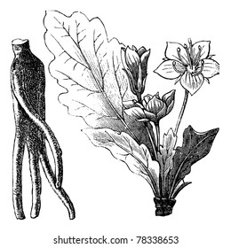 Mandrake root or Mandragora officinarum, vintage engraving. Old engraved illustration of Mandragora officinarum root and flower isolated on a white background. Trousset Encyclopedia