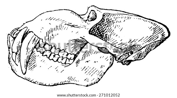 Mandrill Baboon Skull Vintage Engraved Illustration Stock Vector Royalty Free