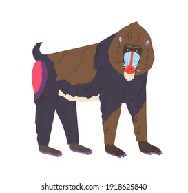 Mandrill or baboon specimen standing on four legs. Cute exotic red-nosed monkey with bright colored face and rumps. Flat cartoon colorful vector illustration isolated on white background