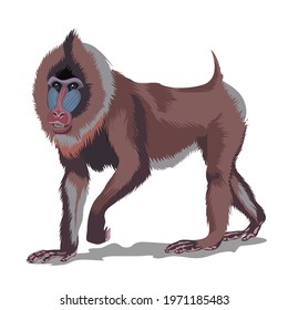 Mandrill or big brown monkey. Isolated in white background. Vector illustration